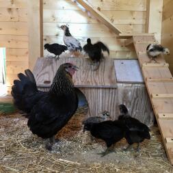 Chickens standing in their chicken coop.