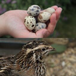 a quail and an owner holding lots of quails eggs