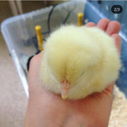 Chick in hand