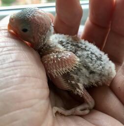 A little budgie chick.