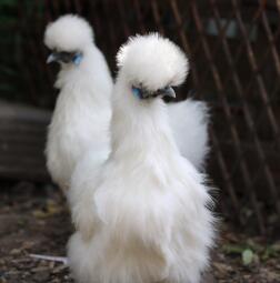 Two lovely fluffy chicken called Betty Boo and Wilma.