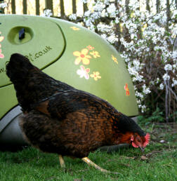 Chicken in front of green Eglu Chicken Coop in the garden