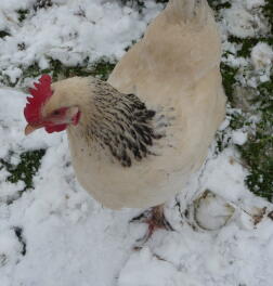 A light sussex chicken called Barbara.