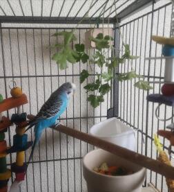 Budgie in Cage