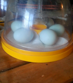 Six eggs inside an eco incubator