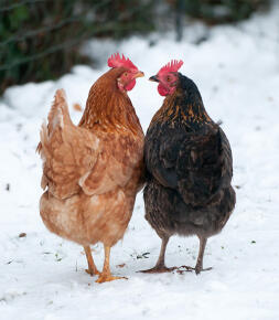 2 Chickens looking at each other in the snow