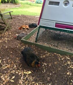 a purple go up with lots of chickens around it cooling down in a dust bath