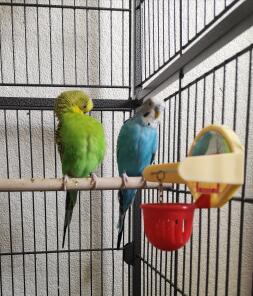 Budgies in cage