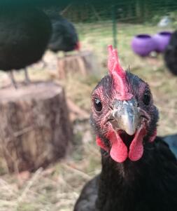 A black chicken looking at the camera
