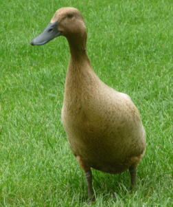 An indian runner duck.