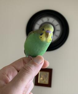 small green parakeet stood on their owners hand