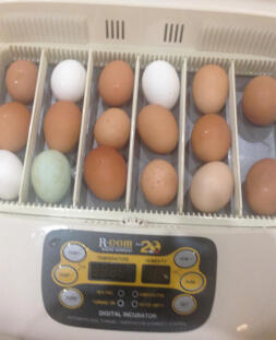 Eggs in Incubator