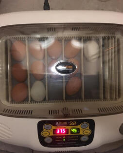 Eggs in Incubator