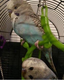 blue black and white budgies perched on a toy