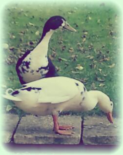 A classic photo of a duck