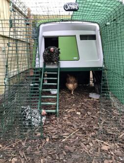 Chicken coming out of Omlet Eglu Cube Large Chicken Coop and Run