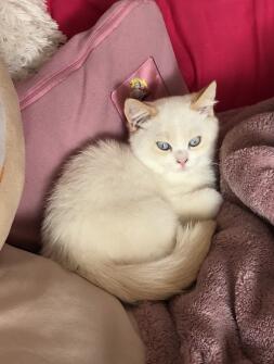 Cat laying on cushions and blanket