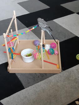 Budgie perching on play gym