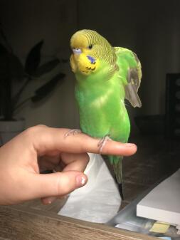 Budgie on finger