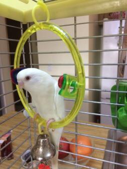 Budgie in cage