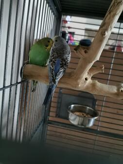 Budgies in cage