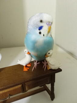 a blue and white budgie stood on a miniature wooden table with toy ducks next to it