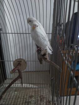 Two white budgies sitting on a post inside a cage