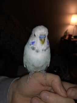 a white budgie stood on its owners hand