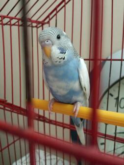A budgie sitting on a post inside a cage
