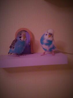 These are my budgies, blue and milo. blue is in the right and milo is on the left.