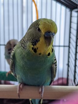 a green and yellow budgie stood on a wooden perch