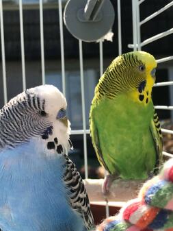 Close up of Budgies