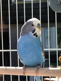 Close up of Budgie