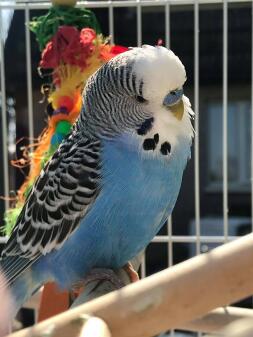 Close up of Budgie