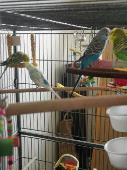 Budgies in Cage