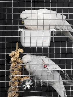 Two budgies pecking on some food