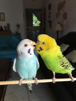 Budgies perching