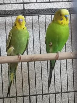 Budgies in Cage