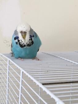 Budgie sitting on top of cage