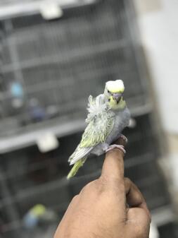 Budgie on finger