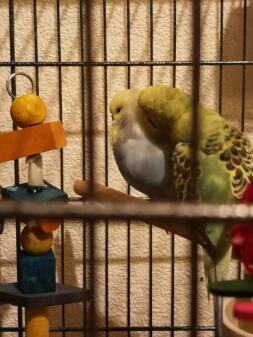 Budgies in cage