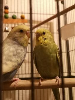 Two budgies sitting next to each other on a pole