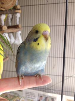 a yellow and blue budgie sat on their owners finger inside a cage