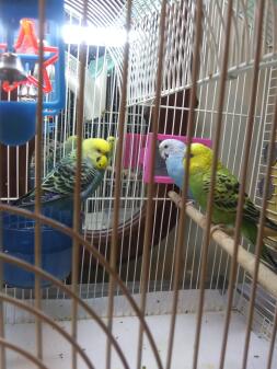 Budgies in cage