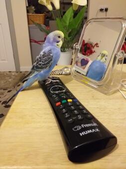 Budgie looking in mirror