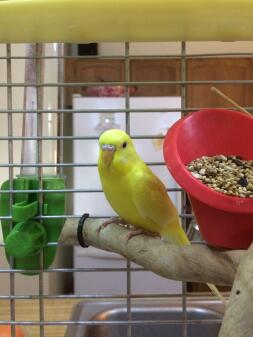 Budgie in Cage