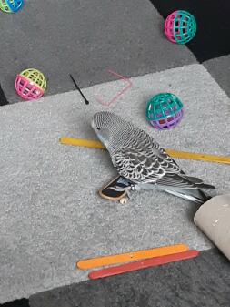 Budgie with toys