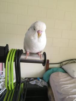 a white budgie perched on a a coat rack