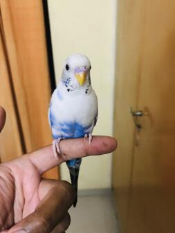 a small ble and white budgie stood on its owners finger