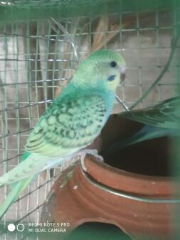 A budgie peacking on some food